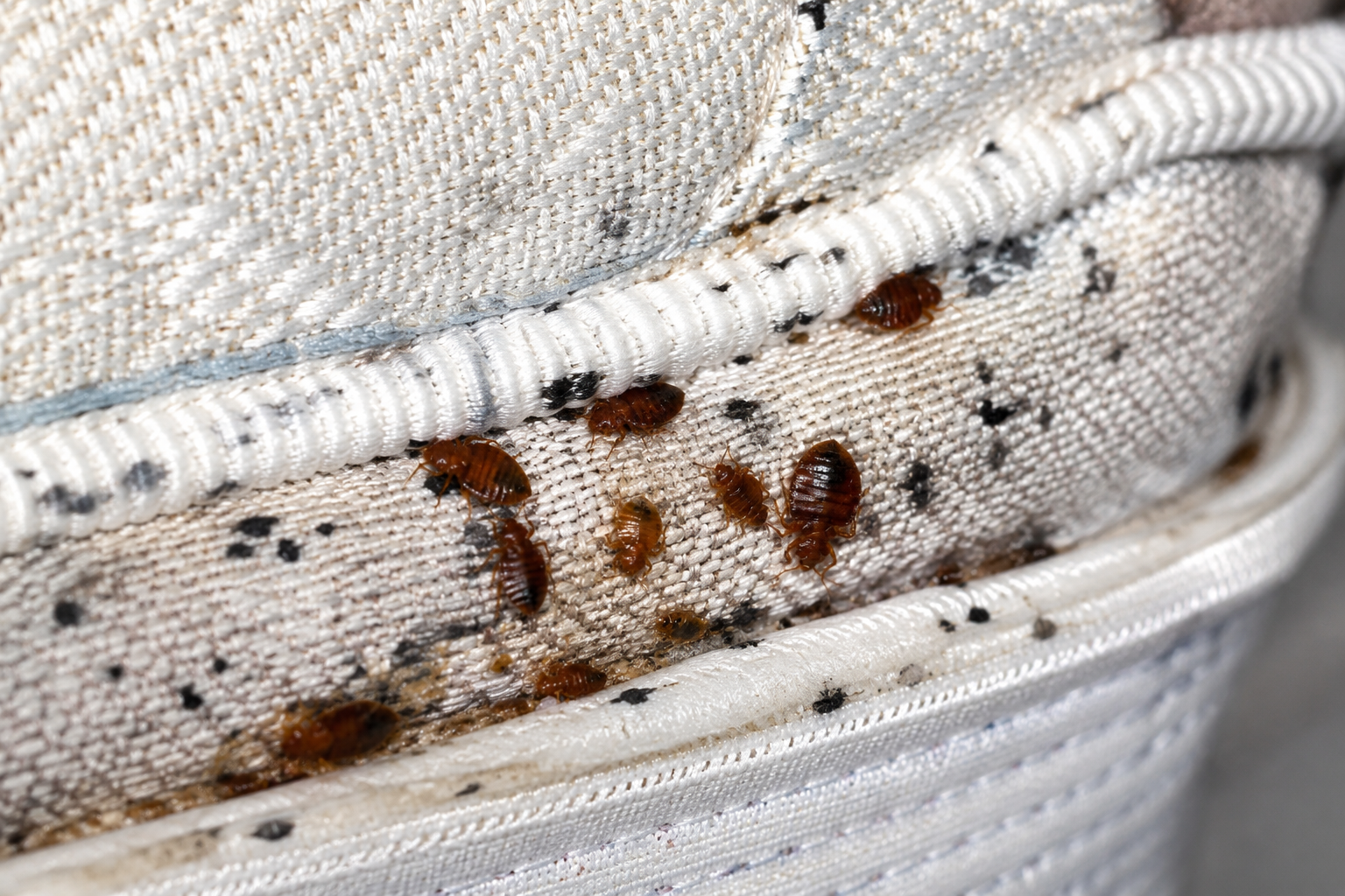 Live adult bed bugs and nymphs clustered in the piped seam of a mattress with dark faecal spotting