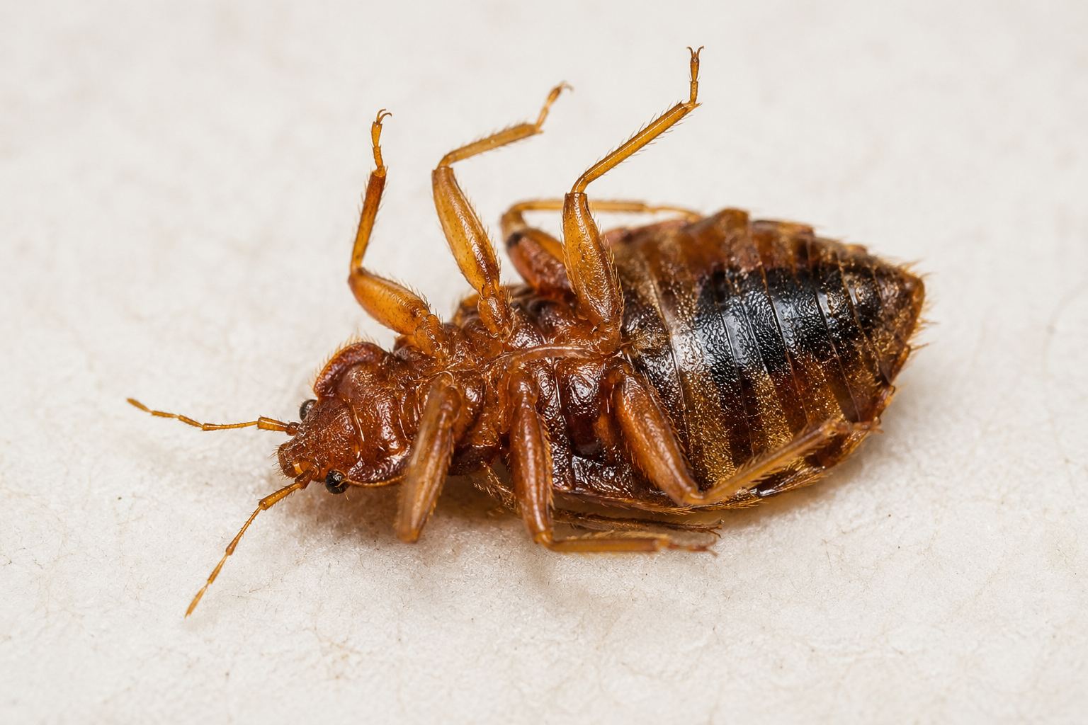 A dead bed bug after professional heat treatment — showing the result of reaching lethal temperatures
